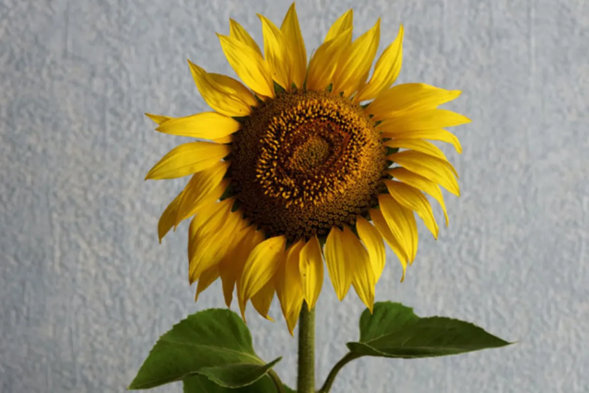 A sunflower