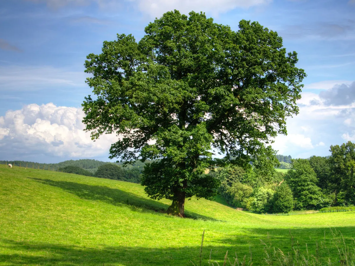 A tree in a green field